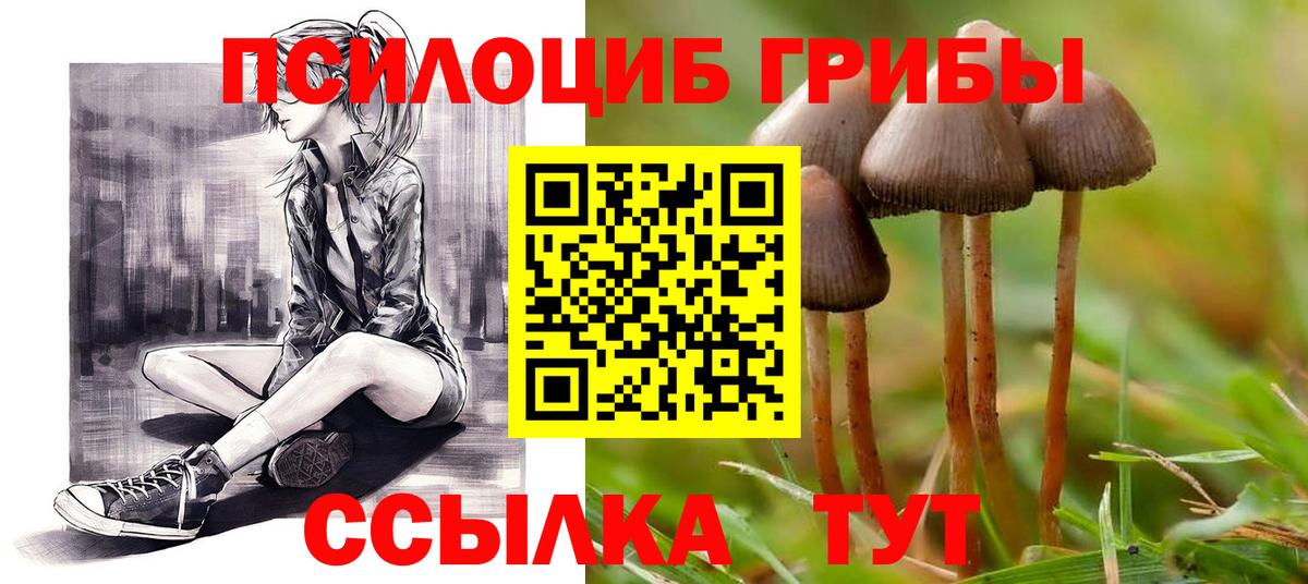 Псилоцибиновые грибы Cubensis Тимашёвск